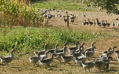 La Garrigue Haute sur France 3 : des racines et des ailes en Périgord