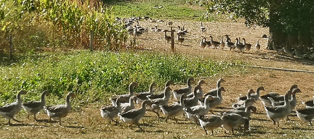 La Garrigue Haute sur France 3 : des racines et des ailes en Périgord